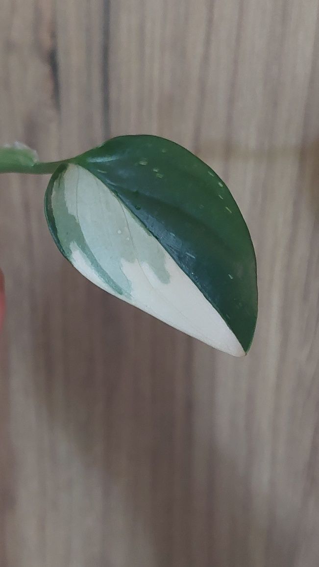 Philodendron Cobra variegata halfmoon