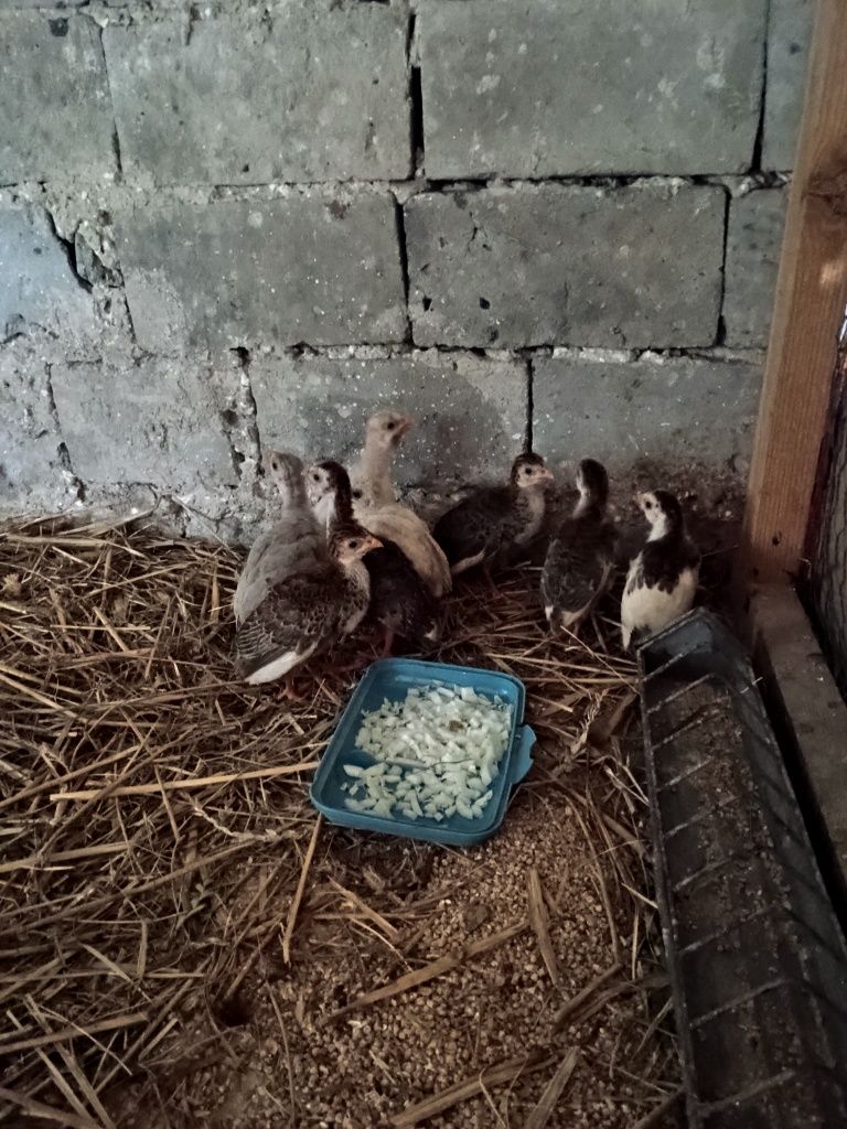 Perliki szeki mlode