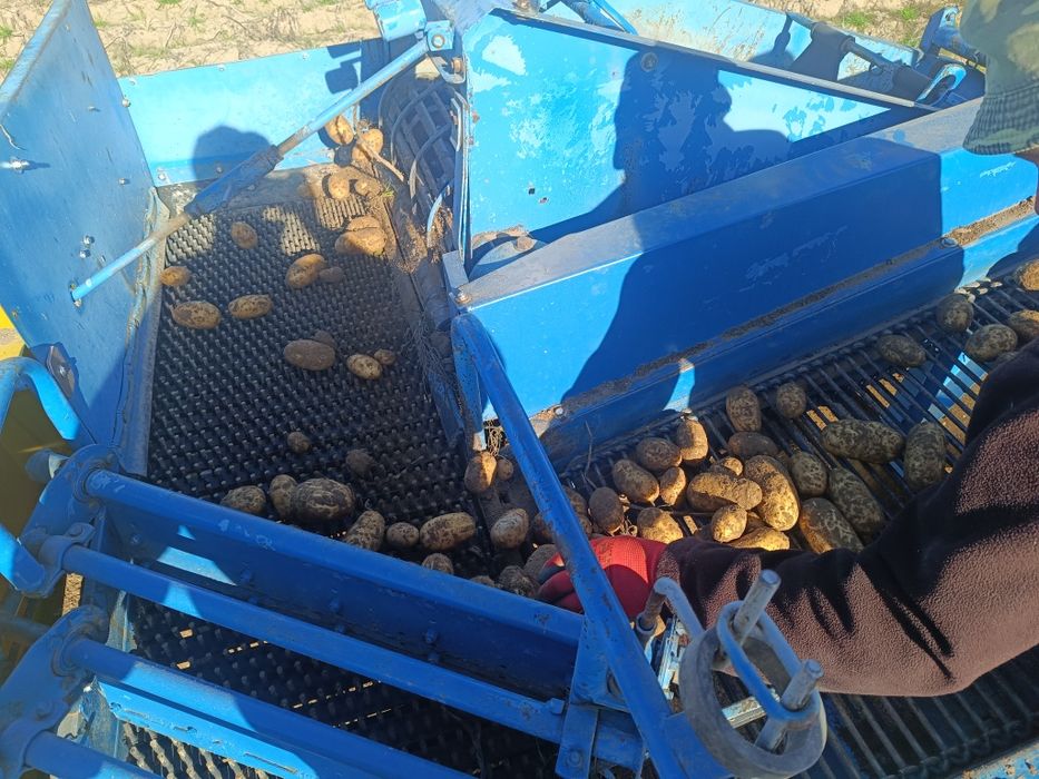 Kombajn ziemniaczany bolko z643 anna karlik
