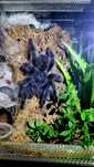 Pająk - Ptasznik - Avicularia Avicularia L2 + GRATIS ZESTAW STARTOWY