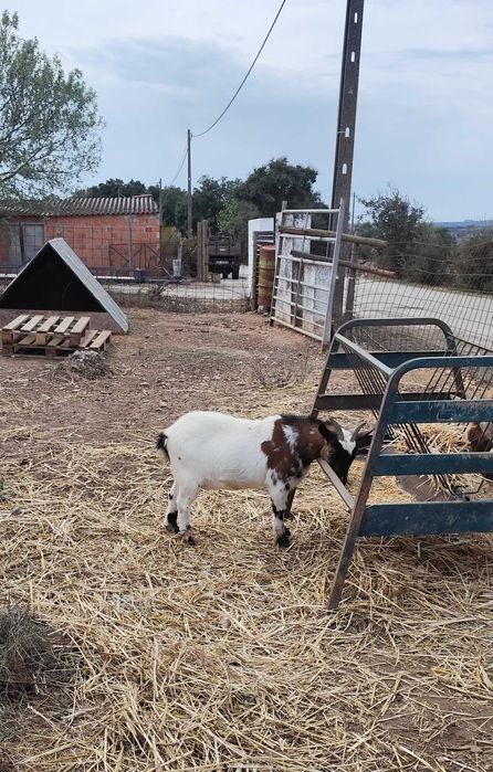 Chiba anã vendo ou troco
