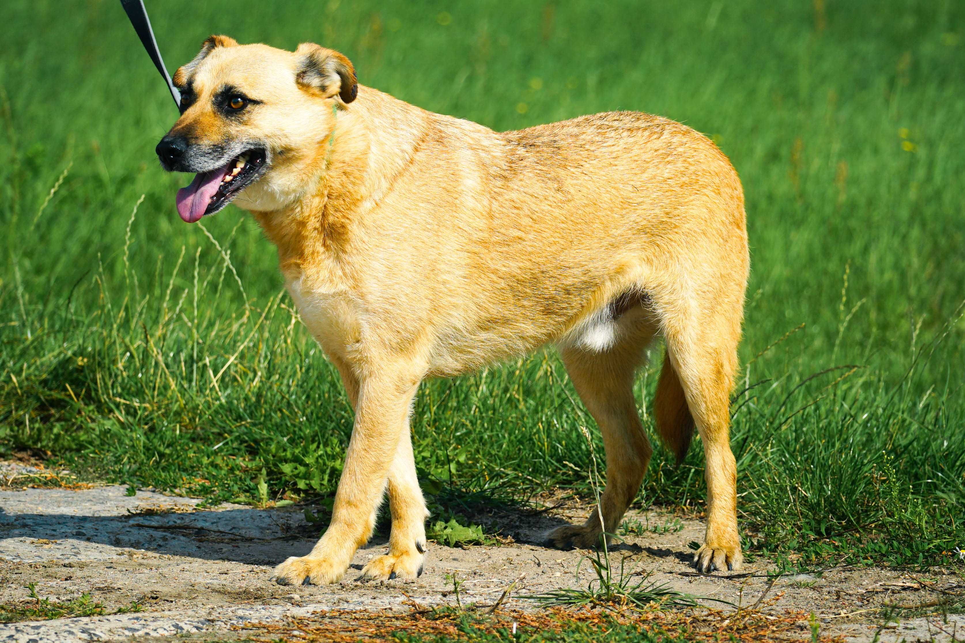 ZEFIR - śliczny, łagodny piesek w typie labradora