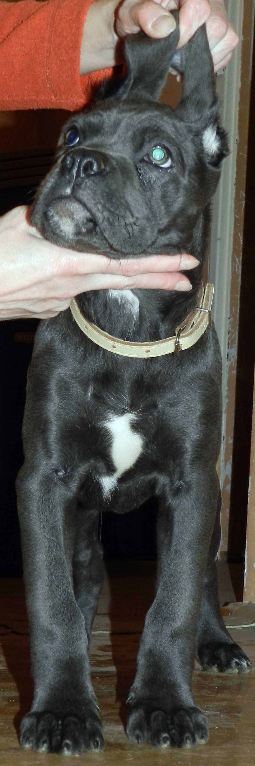 Cane corso szczenie FCI (ZKwP)