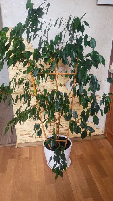 Фікус Бенджаміна