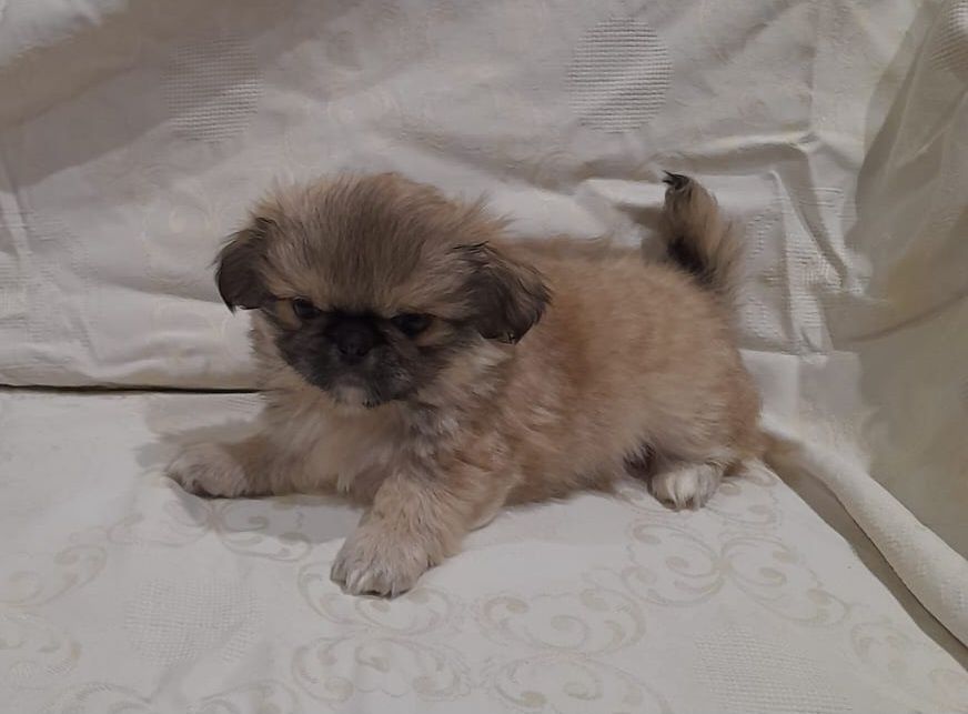 До продажу готові пекінеси