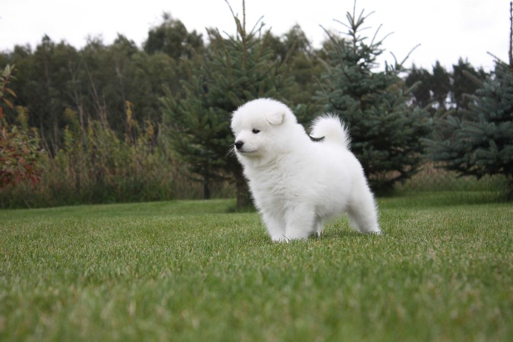 Samojed, Samoyed - suczka po championach ZKwP