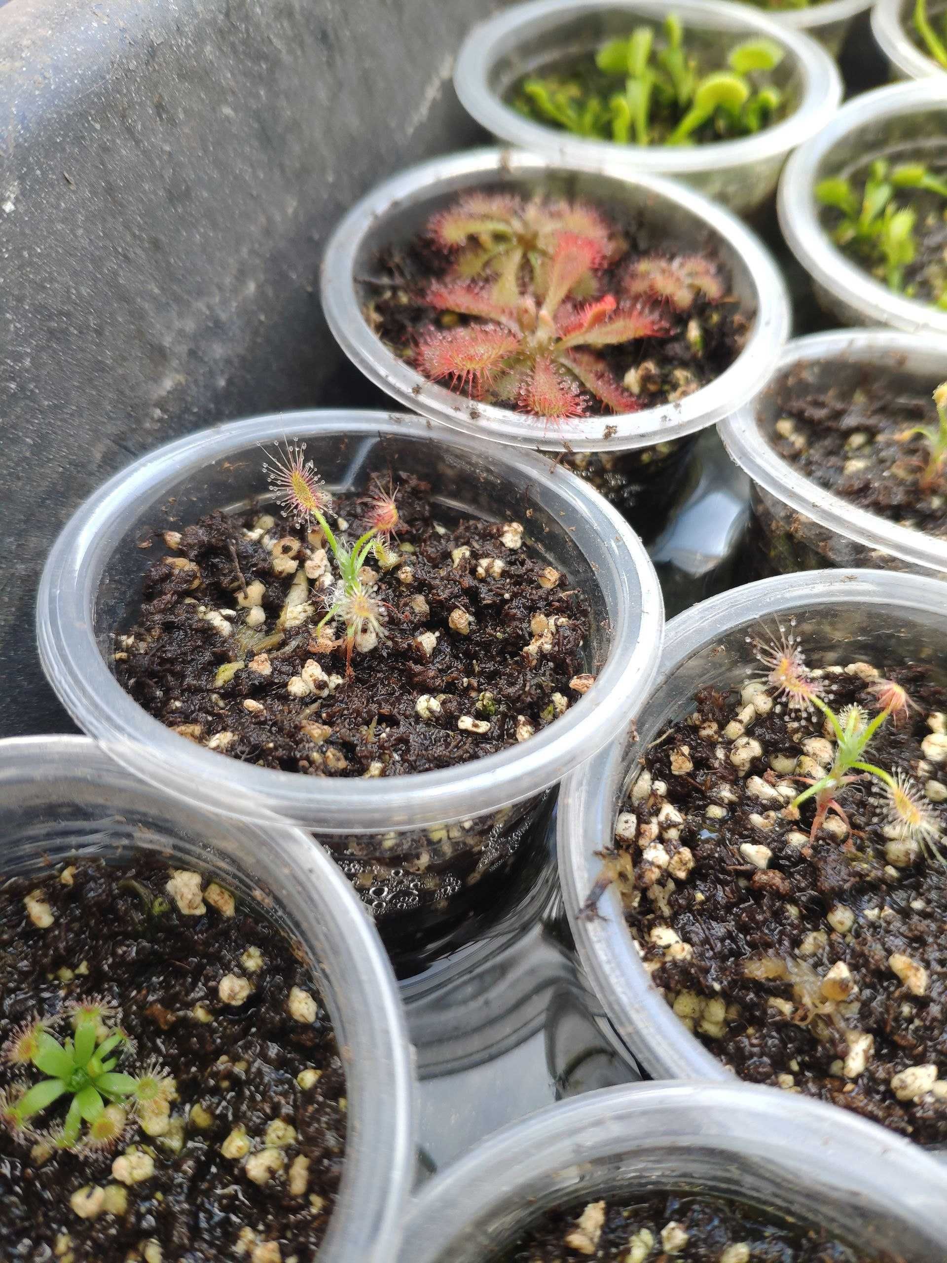Продам хищное растение: росянки.