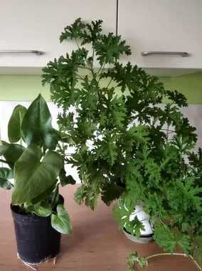 Zestaw begonia rącznikolistna, Begonia i amarylis, kalia anginka