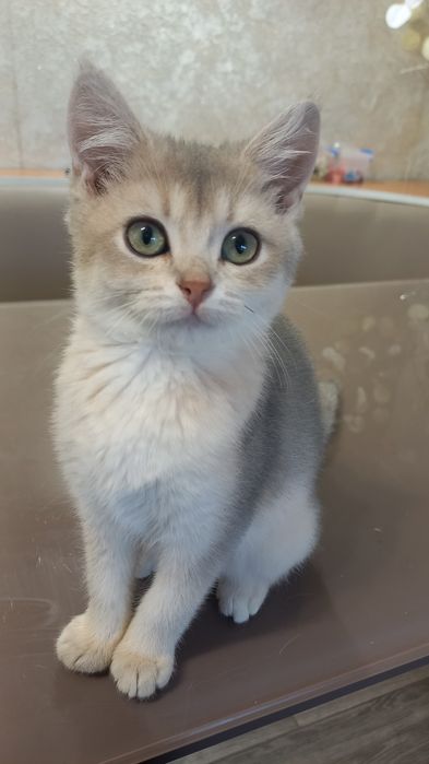 Лиловое золото. Шиншила