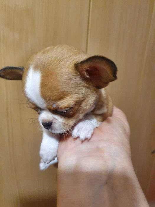 Дуже красиве дівча !