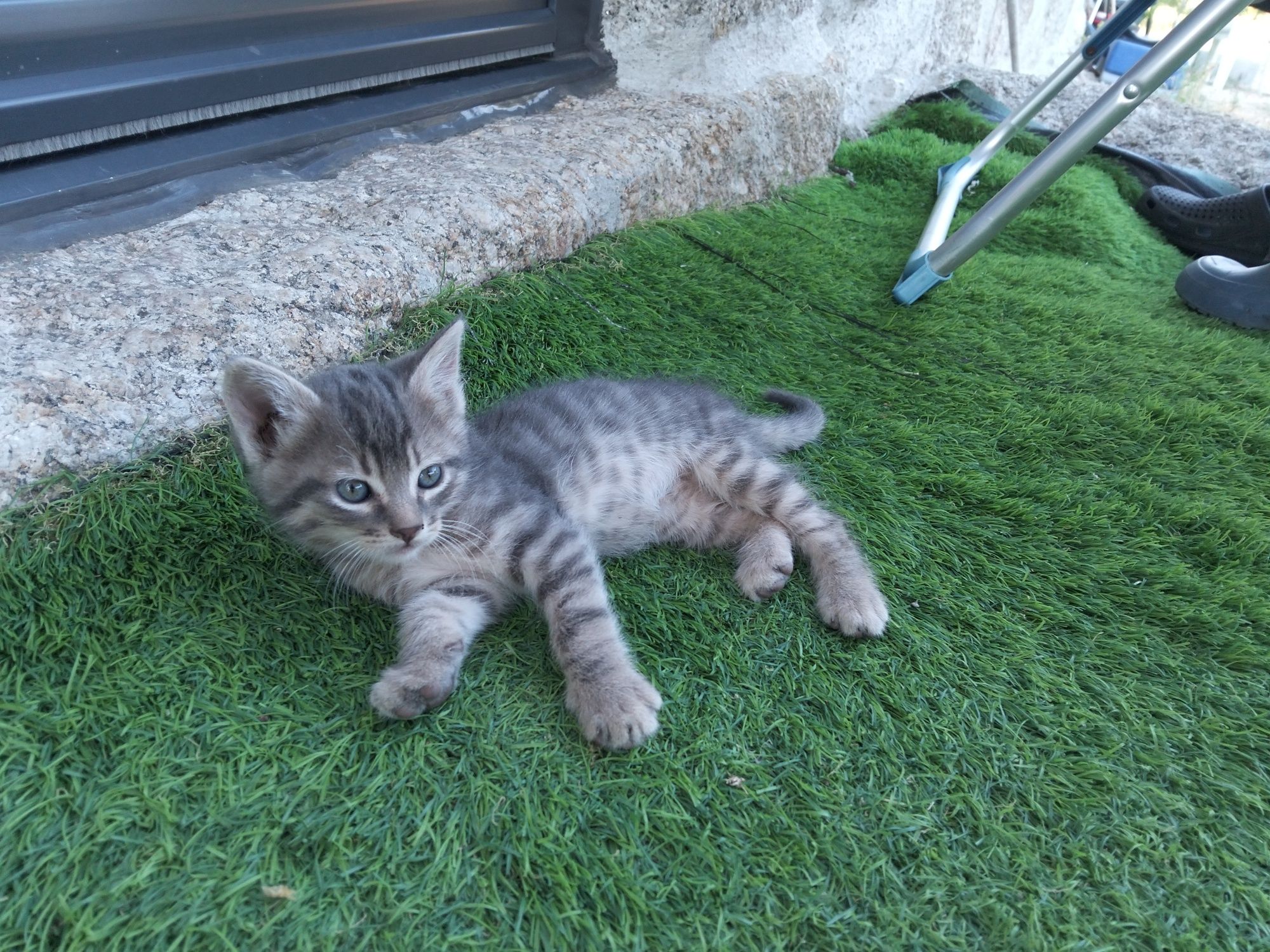 Gatinhos para Adoção