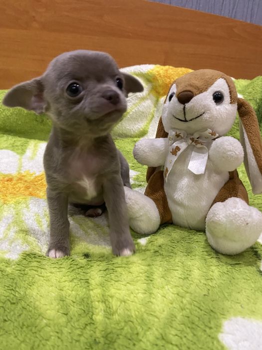 Цуценята чихуахуа