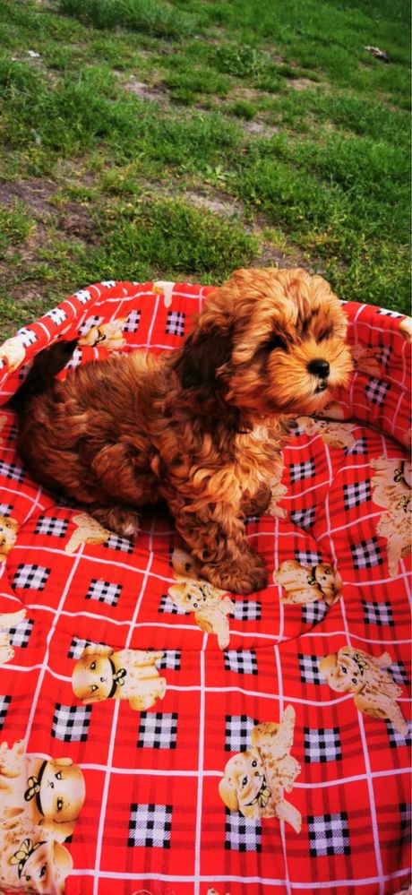 Shihpoo suczka pudel toy