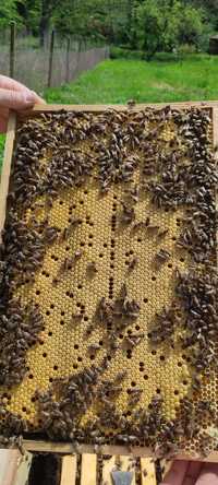 Продаю Бджолопакети, пчелопакеты  2024