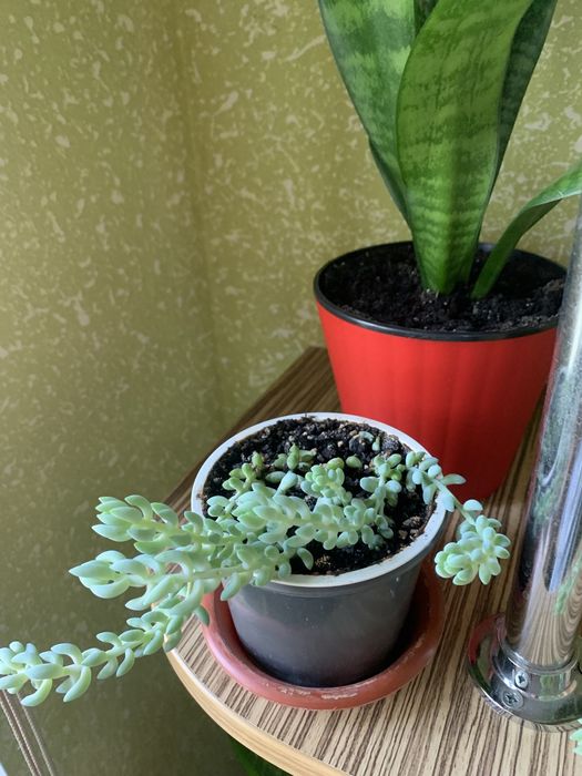 Седум(очиток)Моргана