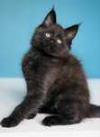 Urocza czarna kotka maine coon !!