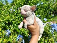 Chihuahua merle machinho