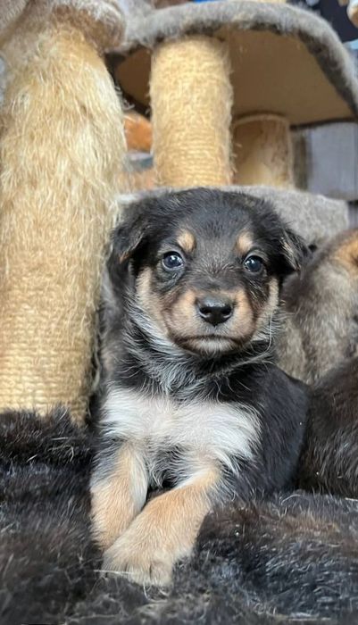 Отдам даром в добрые руки щенков