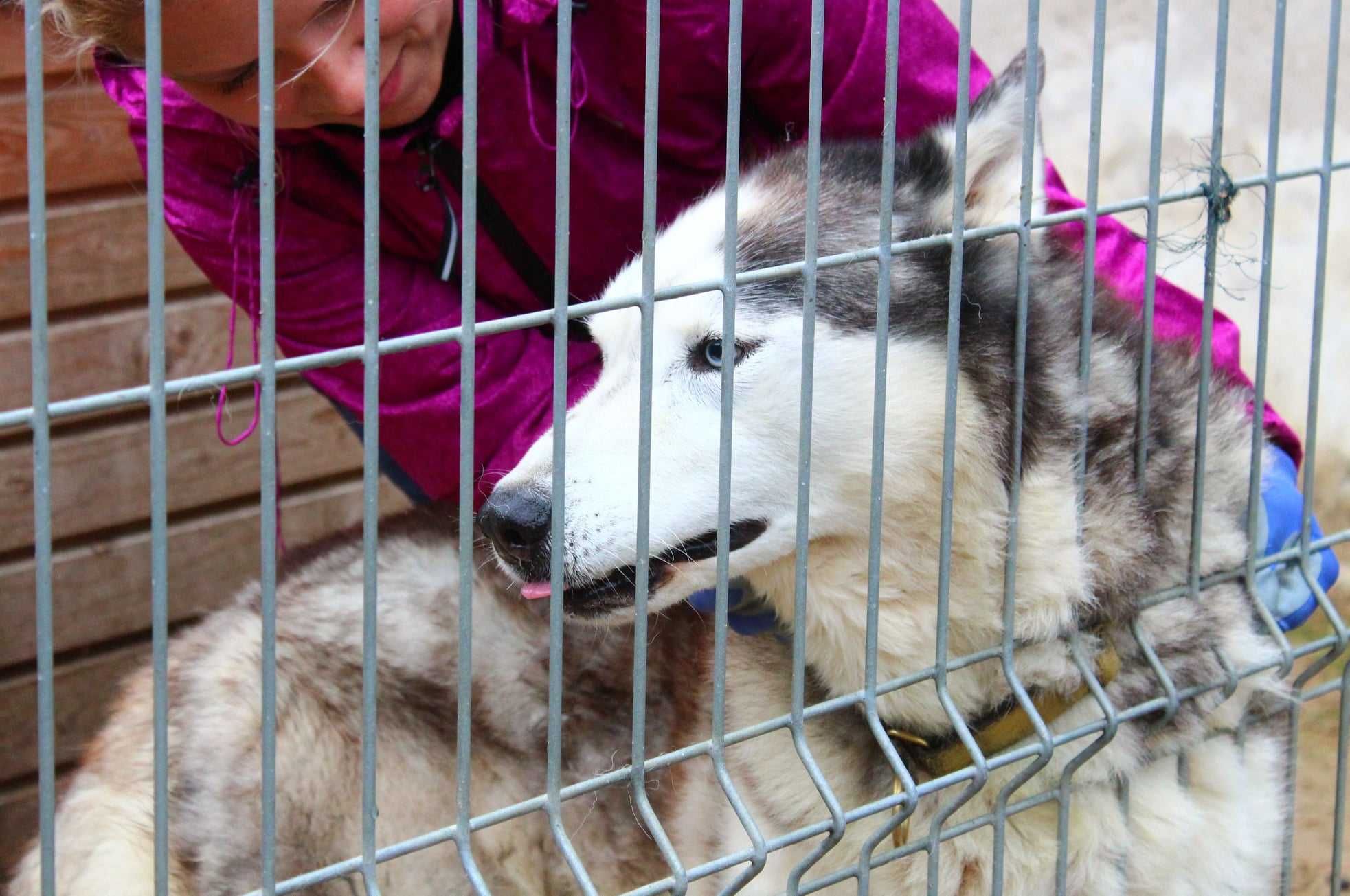 Witek - w typie Siberian husky; lubi kontakt z człowiekiem