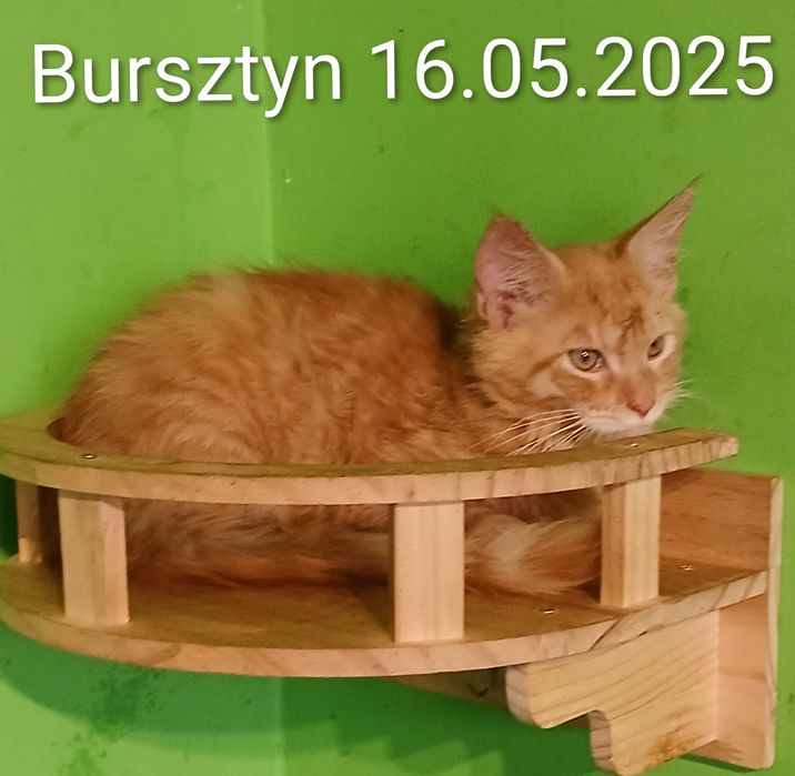 Sprzedam kocurka rasy Maine Coon urodzonego 16.05.2025,,Bursztyn,,