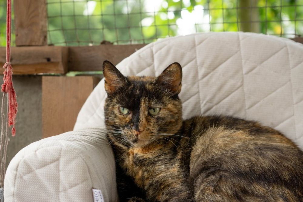 Merida, piekna kotka o wyjątkowym charakterze