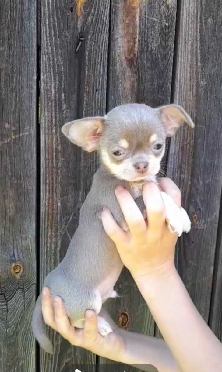Liliowe chłopcy Chihuahua