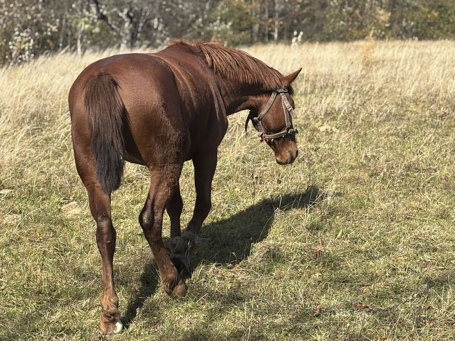 Кобила молода робоча продається
