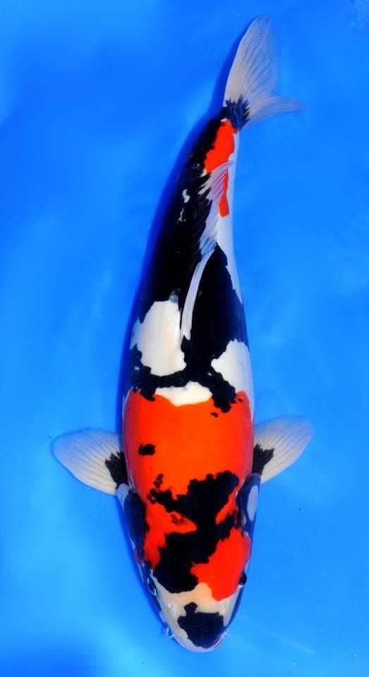 Carpas koi japonesas