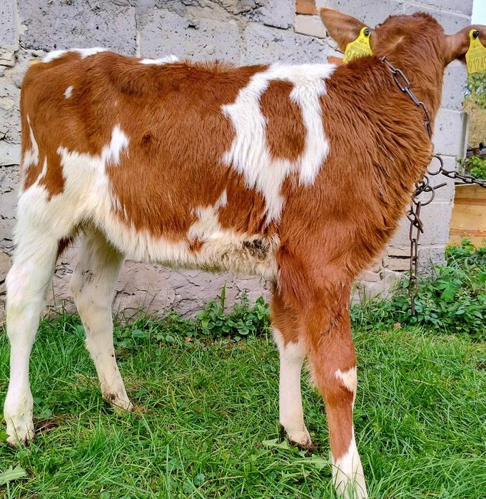 Cielaki jałóweczki, byczki zdrowe od rolnika z własnej chdowli.