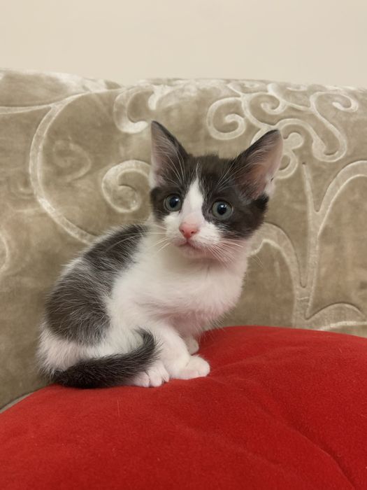 Віддам кошенят відповідальним людям