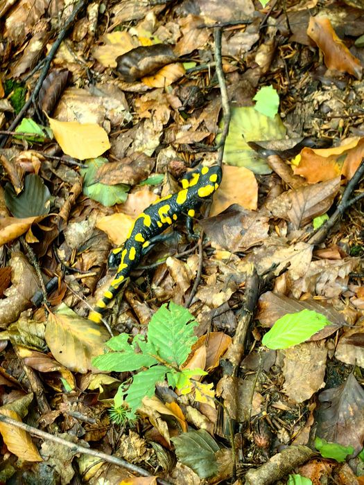 Huawei P60 Pro 8/256 GB