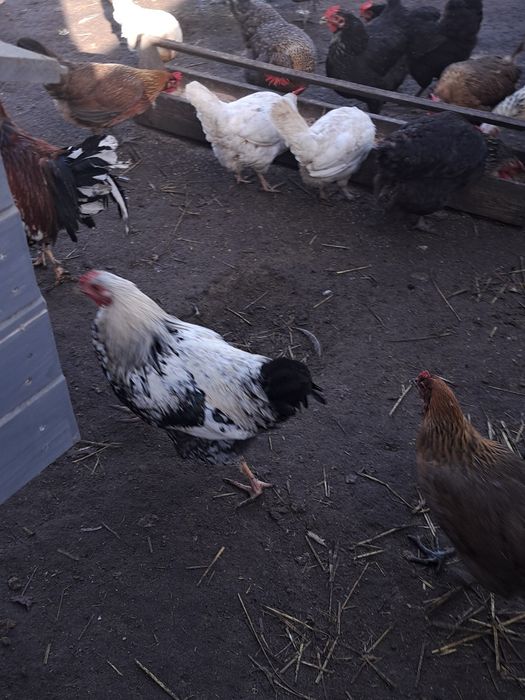 Sprzedam koguta z teg roku