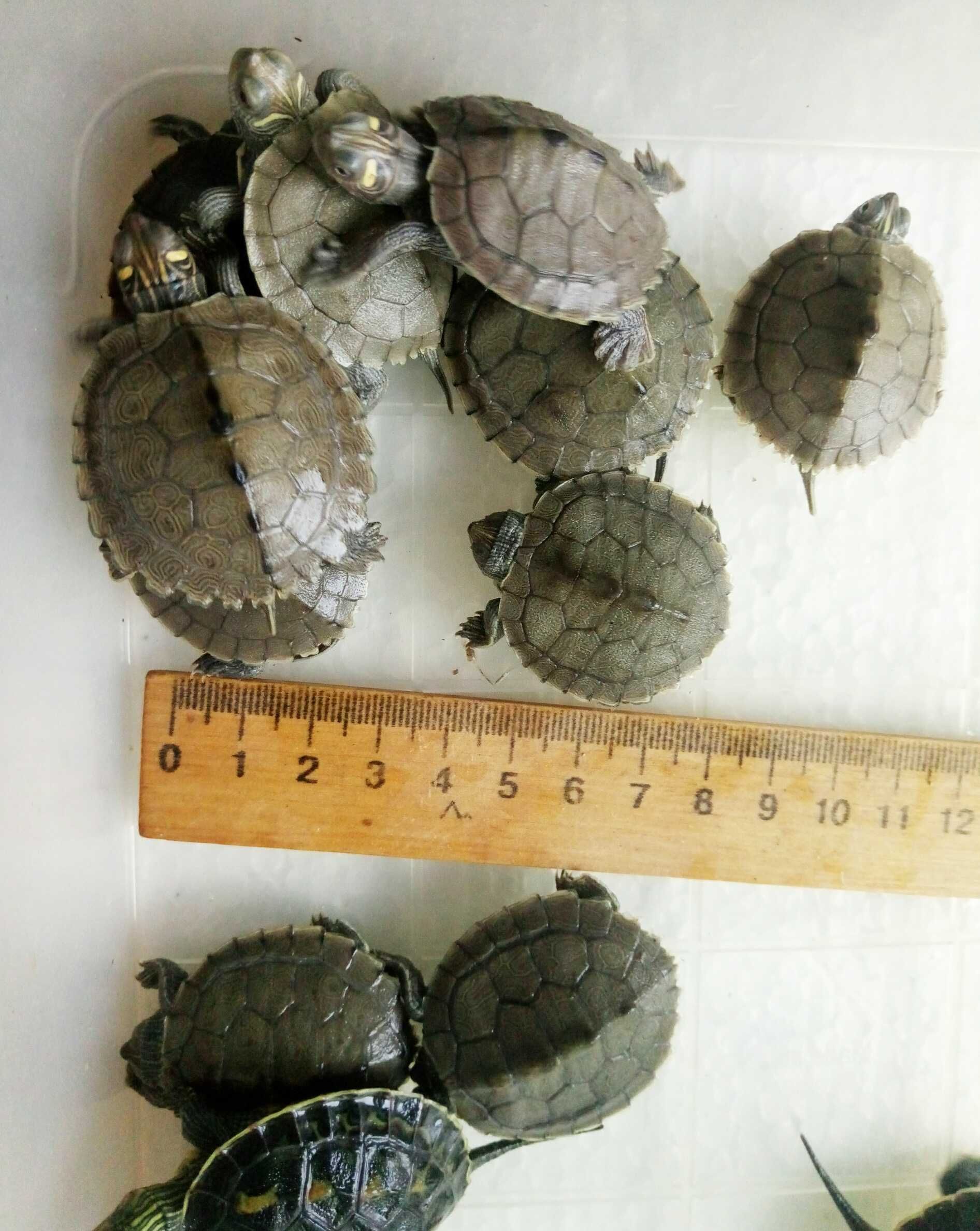 Черепахи разные, водно-сухопутные, водные, сухопутные