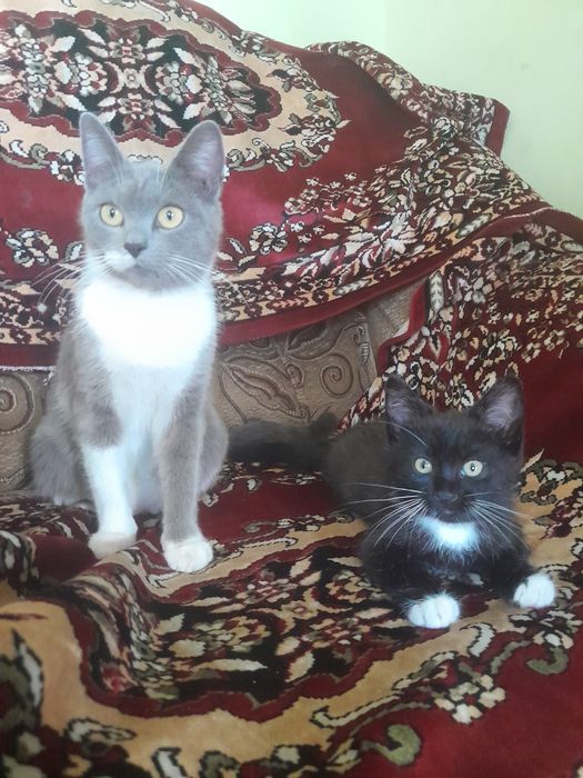 Віддам в хороші руки   2 міс ,все їсть  ,ходить на  лоток