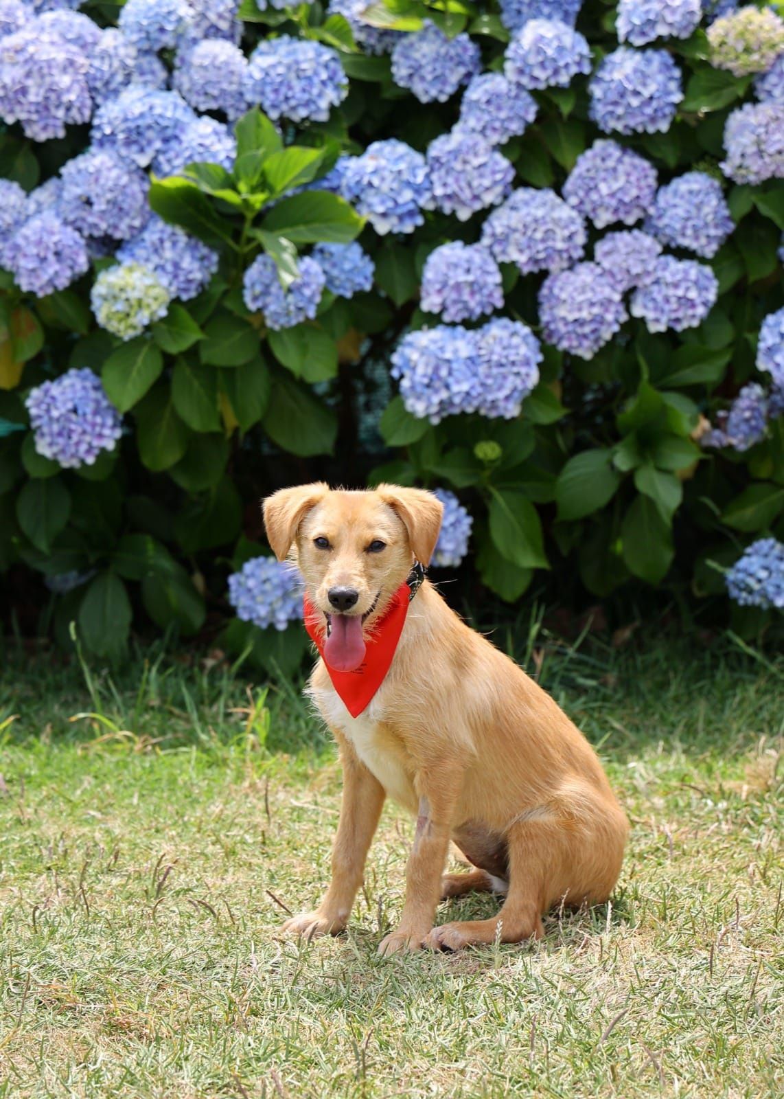 Cadela com 8 meses