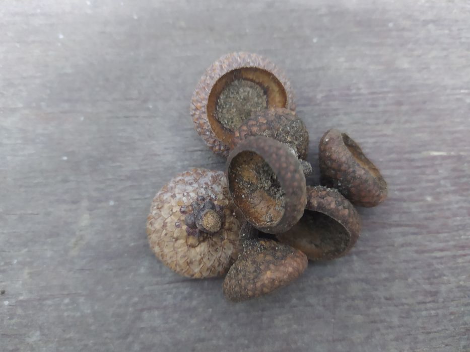 Komplet do dekoracji Terarium