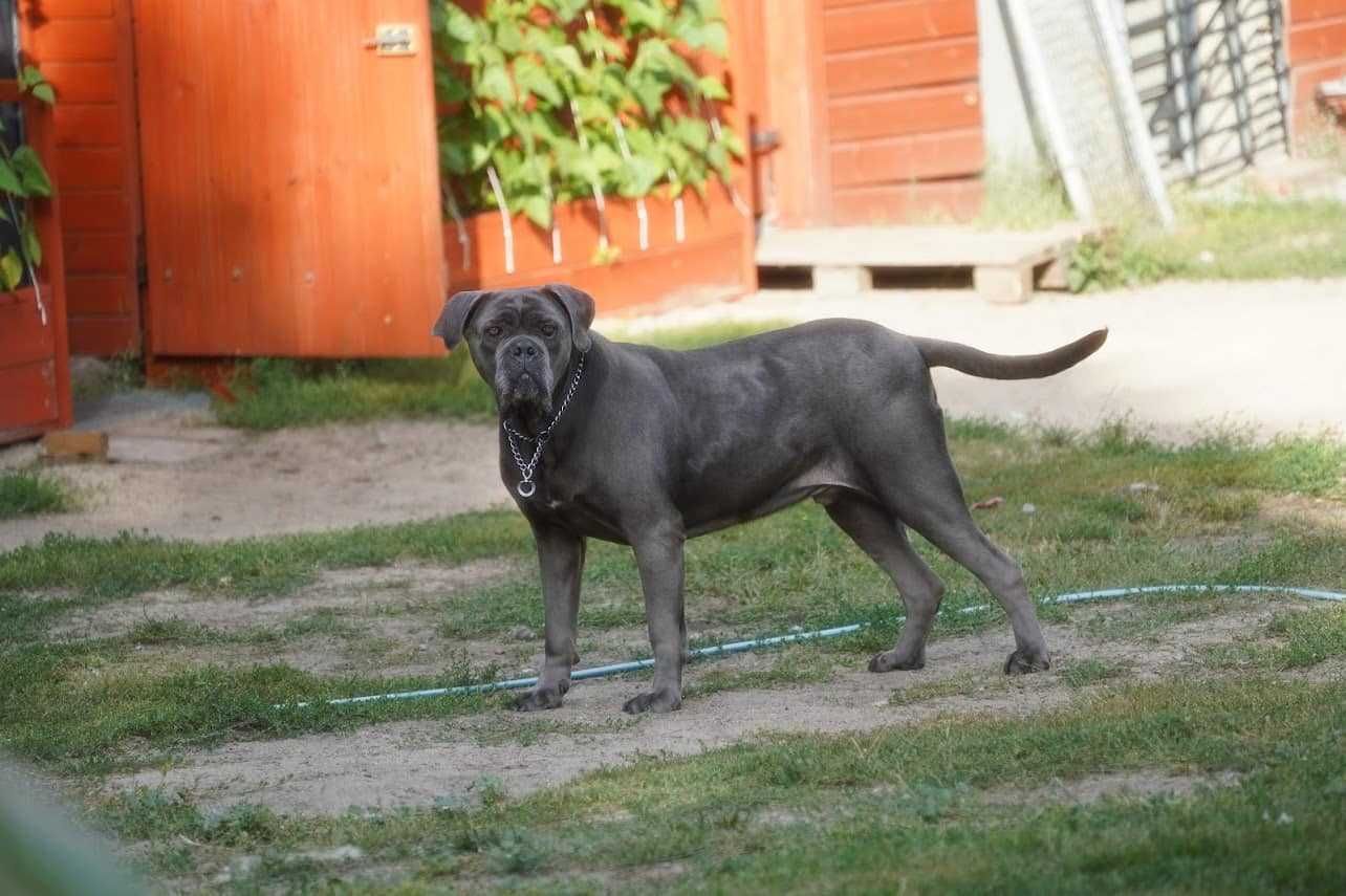 Aspen Cane Corso do adopcji.