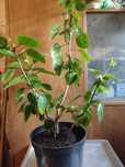 hibiskus blado różowy