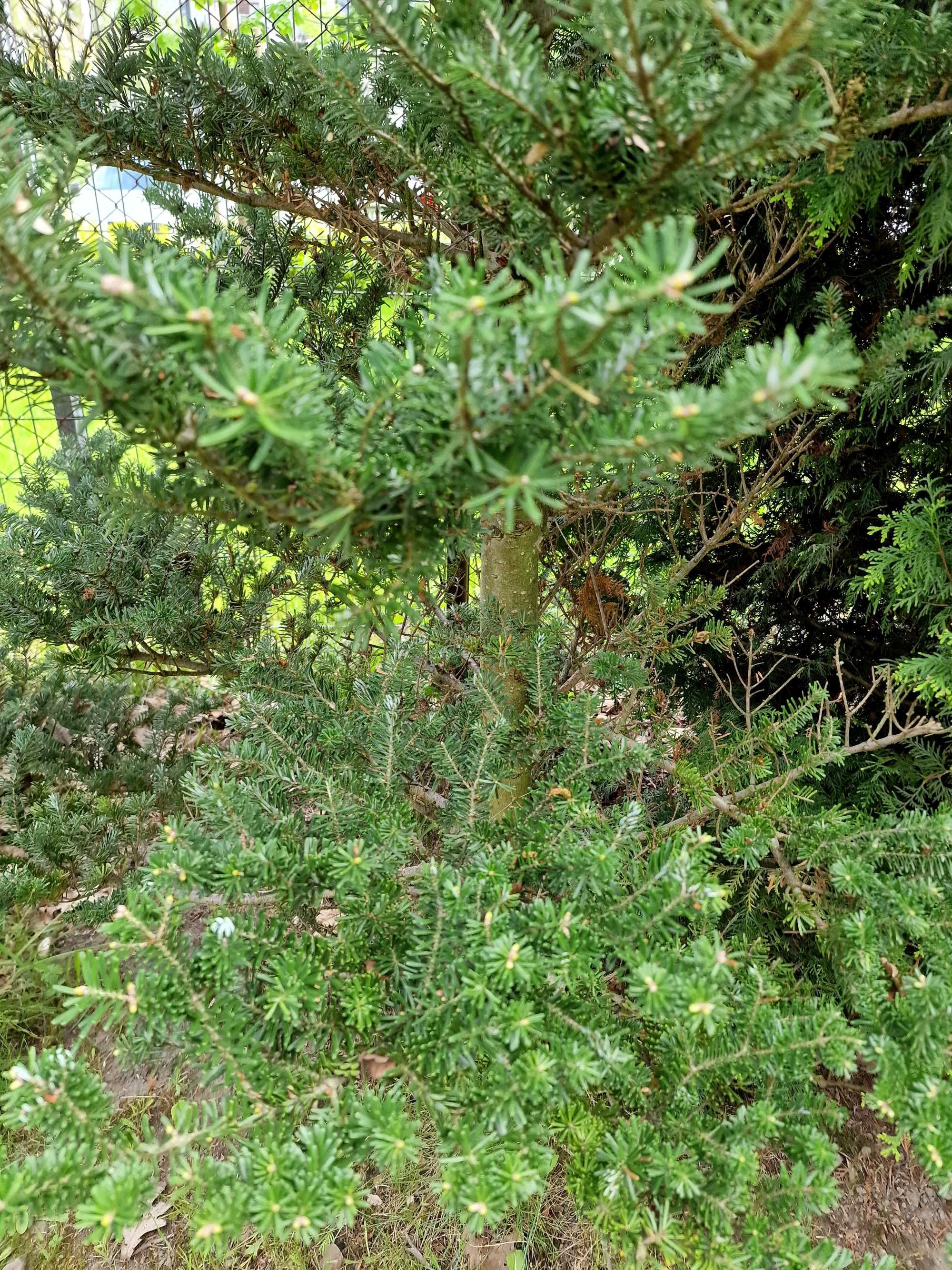 Jodła koreańska ok. 300cm