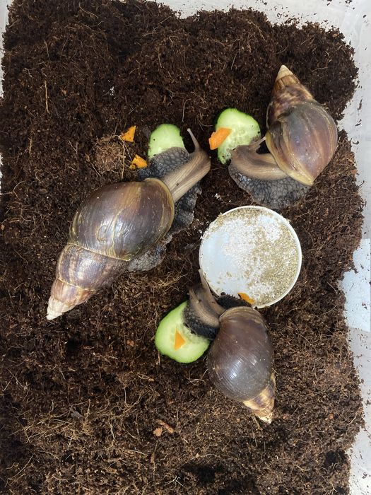 Равлик ахатина/ улитка ахатина