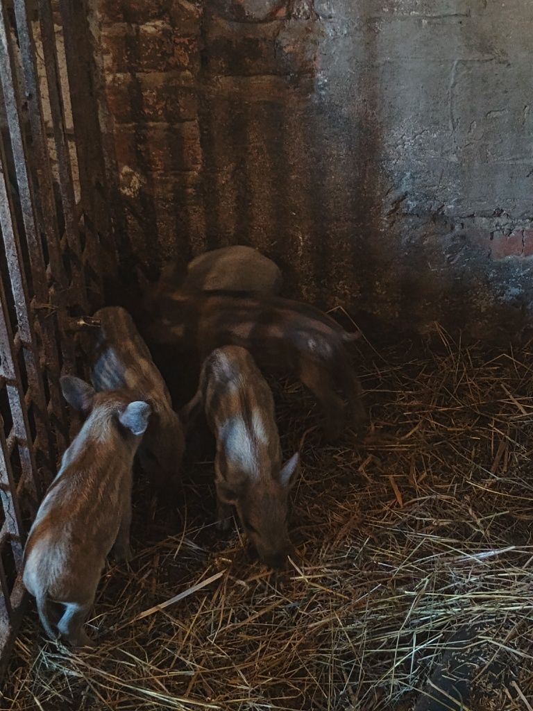 Угорська мангалиця