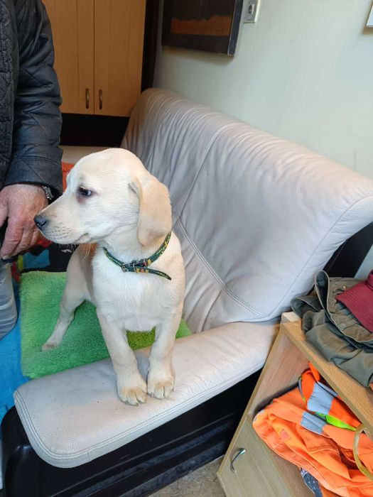 Labrador szczeniak [ jasny ]