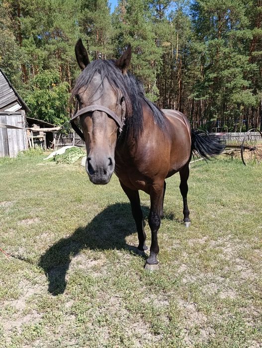 Кінь гарний та вірний помічника