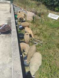 Vende Ovelhas no Coimbra