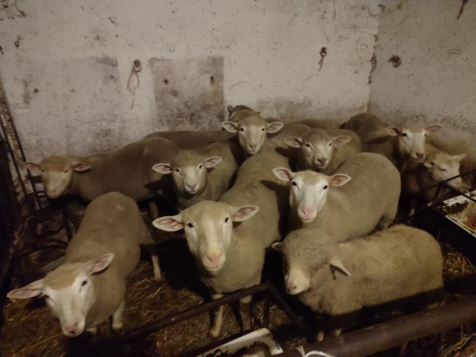 Owce jagnięta jagniaki jagnięcina baranina