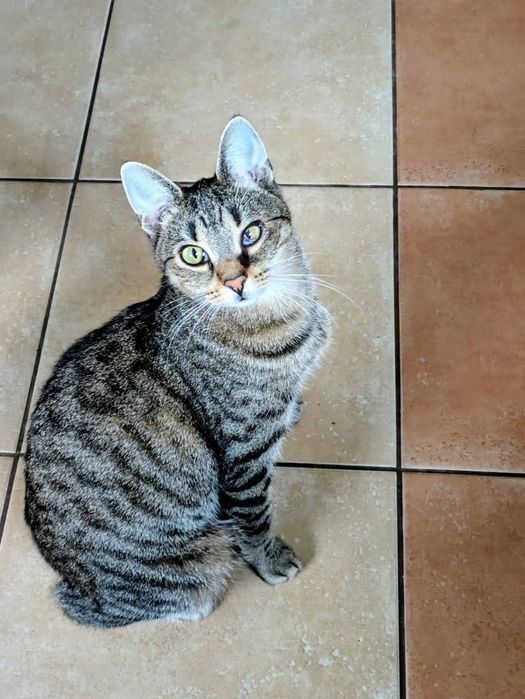 do adopcji kotka DIXI