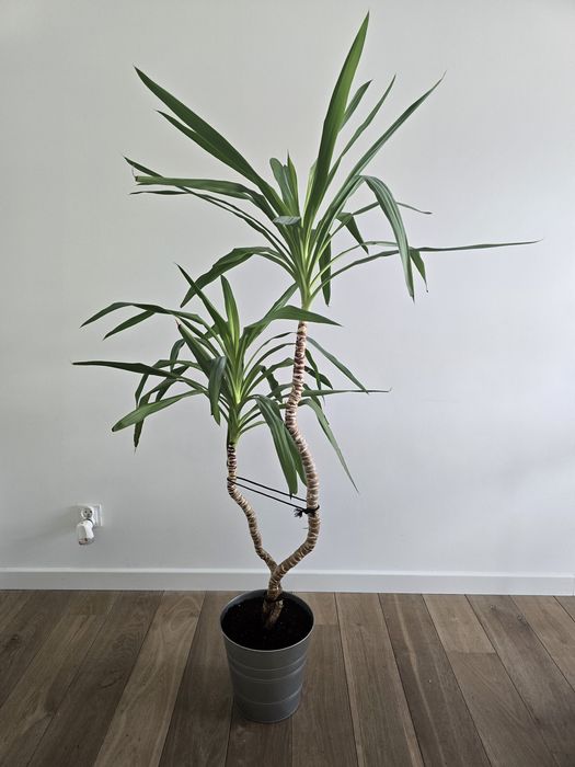 Palma Juka domowa doniczkowa 150cm roślina doniczkowa Julka