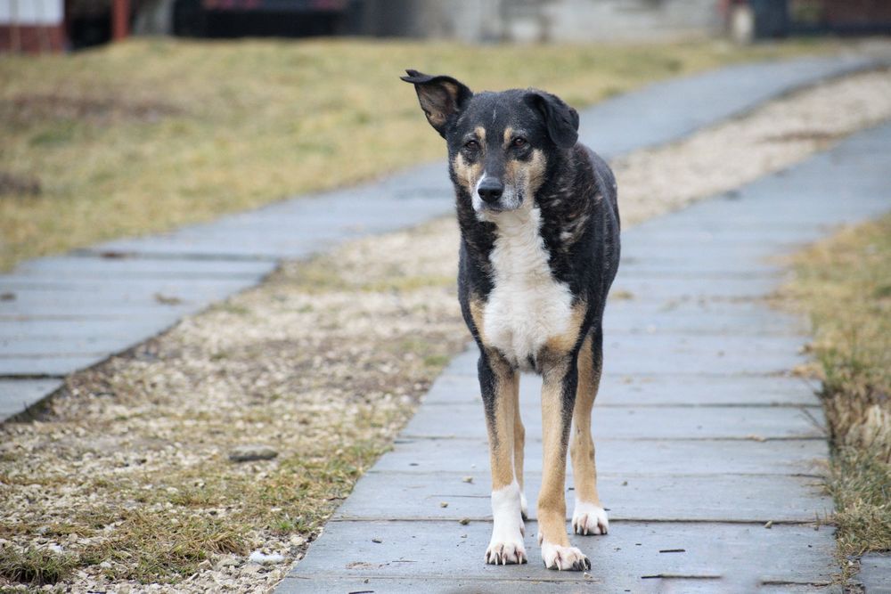 Roxi szuka odpowiedzialnego domu