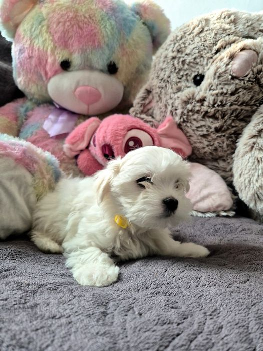 Maltańczyk szczenię suczka ZHPR