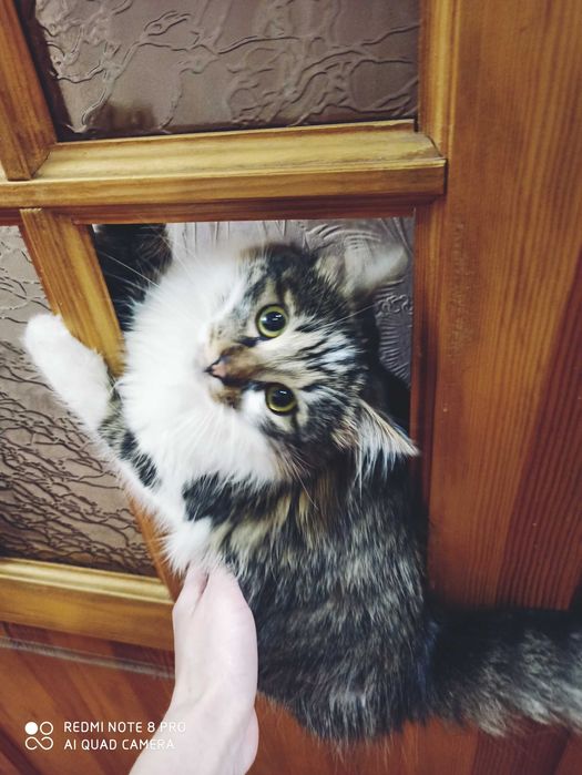 Віддам киць у добрі та надійні ручки